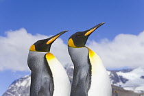 King Penguin (Aptenodytes patagonicus) rookery, fall, St Andrews Bay, South Georgia Island, Southern Ocean, Antarctic Convergance