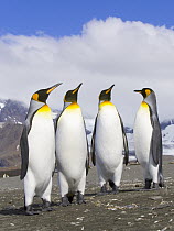 King Penguin (Aptenodytes patagonicus) group interacting near rookery, fall, St Andrews Bay, South Georgia Island, Southern Ocean, Antarctic Convergence