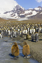 Southern Elephant Seal (Mirounga leonina) pup and King Penguin (Aptenodytes patagonicus) juveniles on river bank in rookery, St Andrews Bay, South Georgia Island, Southern Ocean, Antarctic Convergence