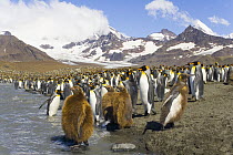 King Penguin (Aptenodytes patagonicus) chicks in river near rookery, against backdrop of snowy Allardyce Range, St Andrews Bay, South Georgia Island, Southern Ocean, Antarctic Convergence