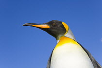 King Penguin (Aptenodytes patagonicus) close up profile with blue sky, St Andrews Bay, South Georgia, Southern Ocean, Antarctic Convergence