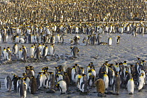 King Penguin (Aptenodytes patagonicus) crowded rookery along river and near sea, St Andrews Bay, South Georgia Island, Southern Ocean, Antarctic Convergence
