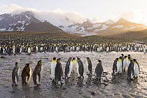 King Penguin (Aptenodytes patagonicus) crowded rookery along river and near sea, in golden evening light, St Andrews Bay, South Georgia Island, Southern Ocean, Antarctic Convergence