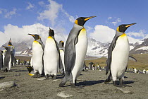 King Penguin (Aptenodytes patagonicus) group near sea beach and rookery against backdrop of snowy Allardyce Range, St Andrews Bay, Southern Ocean, Antarctic Convergence