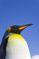 King Penguin (Aptenodytes patagonicus), St Andrews Bay, South Georgia, Southern Ocean, Antarctic Convergence, South Georgia Island