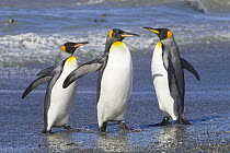King Penguin (Aptenodytes patagonicus) walking out of sea after swimming and cleaning feathers to maintain their insulating qualities, St Andrews Bay, South Georgia Island, Southern Ocean, Antarctic C...