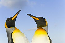 King Penguin (Aptenodytes patagonicus) interacting, St Andrews Bay, South Georgia Island, Southern Ocean, Antarctic Convergence