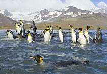King Penguin (Aptenodytes patagonicus) swimming near beach and coastal rocks, fall morning, St Andrews Bay, Allardyce Range in background, South Georgia Island, Southern Ocean, Antarctic Convergence