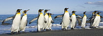 King Penguin (Aptenodytes patagonicus) adults coming ashore flapping wings after swimming and washing their feathers to maintain their insulating qualities, fall, Gold Harbour, South Georgia Island, S...
