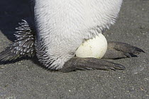 King Penguin (Aptenodytes patagonicus) incubating egg on its feet on beach, Gold Harbour, South Georgia Island, Southern Ocean, Antarctic Convergence