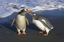 Gentoo Penguin (Pygoscelis papua) chick begging parent for food, on beach, fall, Gold Harbour, South Georgia Island, Southern Ocean, Antarctic Convergence