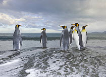 King Penguin (Aptenodytes patagonicus) walking in shallow surf near shore in evening, fall, Gold Harbour, South Georgia Island, Southern Ocean, Antarctic Convergence