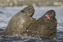Southern Elephant Seal (Mirounga leonina) subadult males fighting in sea for fun and exercise, fall, Gold Harbour, South Georgia Island, Southern Ocean, Antarctic Convergence