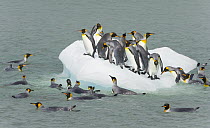 King Penguin (Aptenodytes patagonicus) group congregates on fast melting ice while other birds swim around and try to get on, fall, Gold Harbour, South Georgia Island, Southern Ocean, Antarctic Conver...