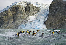 King Penguin (Aptenodytes patagonicus) group swimming near glacier melting fast due to global warming, fall, Gold Harbour, Southern Ocean, Antarctic Convergence, South Georgia Island