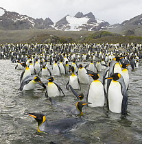 King Penguin (Aptenodytes patagonicus) standing in water, congregating on beach near cliffs and glacier which is melting due to global warming, fall, Gold Harbour, South Georgia Island, Southern Ocean...