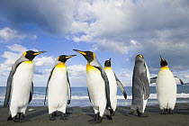 King Penguin (Aptenodytes patagonicus) group walking, pointing long bills on gravel beach, fall, Gold Harbour, South Georgia, Southern Ocean, Antarctic Convergence