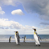 King Penguin (Aptenodytes patagonicus) walking on beach, fall, Gold Harbour, South Georgia, Southern Ocean, Antarctic Convergence