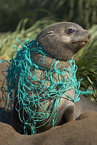 Antarctic Fur Seal (Arctocephalus gazella) young male on beach, entangled in green fishing net, deadly marine debris floating in all oceans, Gold Harbour, South Georgia Island, Southern Ocean, Antarct...