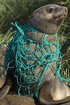 Antarctic Fur Seal (Arctocephalus gazella) young male on beach, entangled in green fishing net, deadly marine debris floating in all oceans, Gold Harbour, South Georgia Island, Southern Ocean, Antarct...