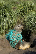 Antarctic Fur Seal (Arctocephalus gazella) young male on beach, entangled in green fishing net, deadly marine debris floating in all oceans, Gold Harbour, South Georgia, Southern Ocean, Antarctic Conv...