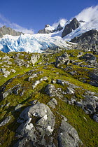 Blue glacier receding on green and golden tundra slope, with grasses, lichen, moss, rocks and boulders, fall morning, Salversen Range, Smaaland Cove, South Georgia Island, Southern Ocean, Antarctic Co...