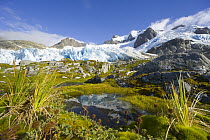 Blue glacier receding and small tarn or pond, on green and golden tundra slope, with grasses, lichen, moss, rocks and erratic boulders, fall morning, Salversen Range, Smaaland Cove, South Georgia Isla...