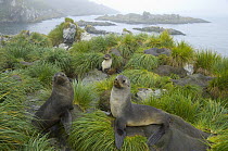 Antarctic Fur Seal (Arctocephalus gazella) females resting on green tussock clumps on beach near sea, foggy evening, fall, Trollhul, South Georgia Island, Southern Ocean, Antarctic Convergence
