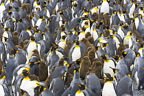 King Penguin (Aptenodytes patagonicus) chicks and adults in large busy rookery near sea, fall, Right Whale Bay, South Georgia Island, Southern Ocean, Antarctic Convergence
