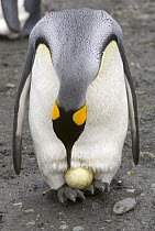 King Penguin (Aptenodytes patagonicus) adult adjusting egg on feet while incubating in rookery, Right Whale Bay, South Georgia Island, Southern Ocean, Antarctic Convergence