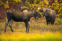 Alaska Moose (Alces alces gigas) two young bulls standing in colorful autumn tundra, Denali National Park, Alaska