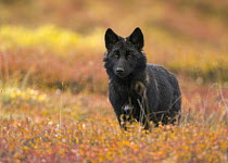 Gray Wolf (Canis lupus) juvenile, on colorful autumn tundra, Denali National Park, Alaska