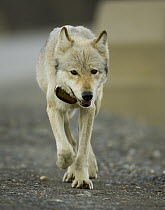 Gray Wolf (Canis lupus) alpha female with large collar put on by wolf biologist to study her movement, walking on gravel park road in evening while returning to her pups after hunting for food for the...