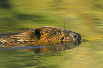 American Beaver (Castor canadensis) juvenile swimming in tundra pond behind beaver dam, surrounded by brilliant reflections of fall trees and grasses, evening, Denali National Park, Alaska