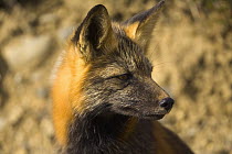 Red Fox (Vulpes vulpes) close up of head, alert and quick, hunting rodents in colorful fall tundra, Denali National Park, Alaska