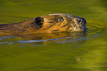 American Beaver (Castor canadensis) a semi-aquatic rodent swimming across tundra pond behind beaver dam, with colorful reflections of fall tundra and vegetation on water ripples created by its passage...