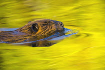 American Beaver (Castor canadensis) a semi-aquatic rodent swimming across calm pond behind beaver dam on mountain river, fall foliage reflectd in water, evening, Denali National Park, Alaska