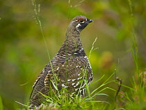 Willow Ptarmigan (Lagopus lagopus) female, Alaska's state bird, with small red eye comb and first feathers turning white before the whole plummage becomes white in winter, on fall tundra, Denali Natio...