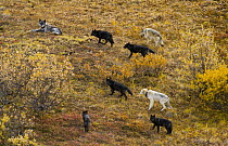 Gray Wolf (Canis lupus) a family group consisting of alpha parents, pups and young offspring, travel together, crossing colorful tundra hillside in fall, Denali National Park, Alaska
