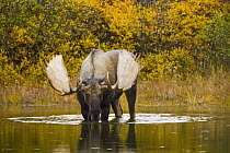 Alaska Moose (Alces alces gigas) bull, largest herbivore with antlers in North America, alert during rutting season, drinking from shallow glacial kettle pond in colorful fall tundra, Denali National...