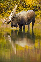 Alaska Moose (Alces alces gigas) bull, largest herbivore with antlers in North America, alert during rutting season, standing in shallow glacial kettle pond in colorful fall tundra, Denali National Pa...