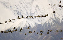 Sandhill Crane (Grus canadensis) flock flying past snow and ice covered face of Mt McKinley at sunrise, during the birds' fall migration south, Denali National Park, Alaska