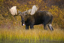 Alaska Moose (Alces alces gigas) bull, largest herbivore with antlers in North America, standing in colorful fall tundra with tongue out, looking for cows, Denali National Park, Alaska