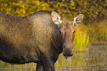Alaska Moose (Alces alces gigas) cow, largest herbivore with antlers in North America, alert during rutting season, standing in shallow glacial kettle pond in colorful fall tundra, Denali National Par...