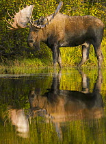 Alaska Moose (Alces alces gigas) bull, largest herbivore with antlers in North America, alert during rutting season, standing in shallow glacial kettle pond in colorful fall tundra, Denali National Pa...