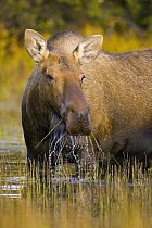 Alaska Moose (Alces alces gigas) cow, largest herbivore in North America, feeding on aquatic vegetation with important salts in shallow glacial kettle pond in colorful fall tundra, Denali National Par...