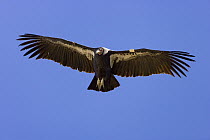 California Condor (Gymnogyps californianus) adult with wingspan of 9 feet flying, critically endangered, bred in captivity, later released, and wearing radio transmitter, near Zion National Park, Utah