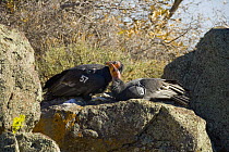 California Condor (Gymnogyps californianus) group of adults and juveniles, critically endangered, bred in captivity, later released wearing radio transmitters, interacting on rocky cliff in autumn, ne...