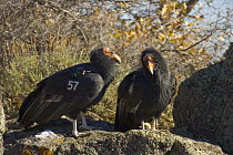California Condor (Gymnogyps californianus) group of adults and juveniles, critically endangered, bred in captivity, later released wearing radio transmitters, interacting on rocky cliff in autumn, ne...
