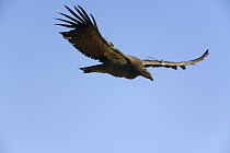 California Condor (Gymnogyps californianus) juvenile flying, autumn, critically endangered, bred in captivity and released wearing radio transmitters, they are the largest bird in North America with a...